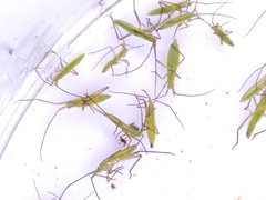 Megaloceroea recticornis