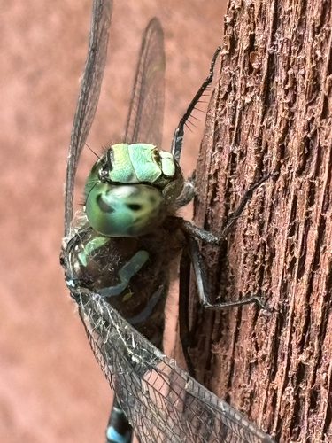 Canada Darner
