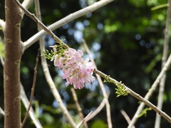 Gliricidia sepium