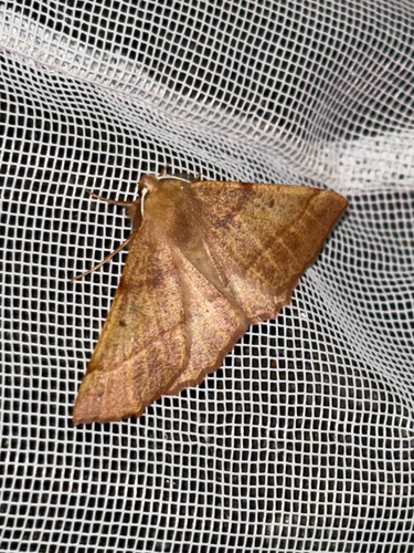 Feathered Thorn