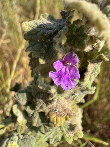 Pseudodictamnus africanus, photograph 4