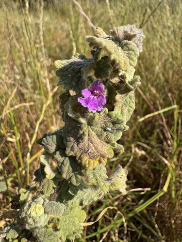 Pseudodictamnus africanus, photograph 5