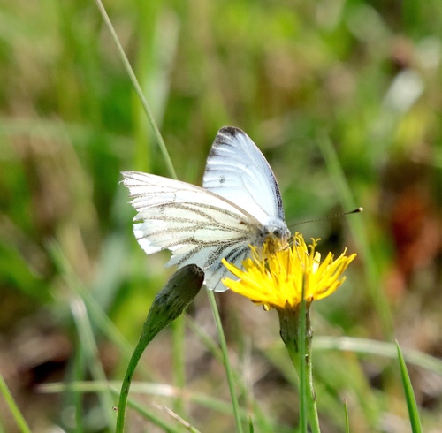 Green-veined White