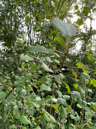 common buckthorn