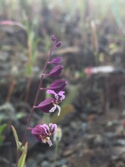 Streptanthus glandulosus pulchellus