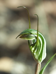 Pterostylis striata