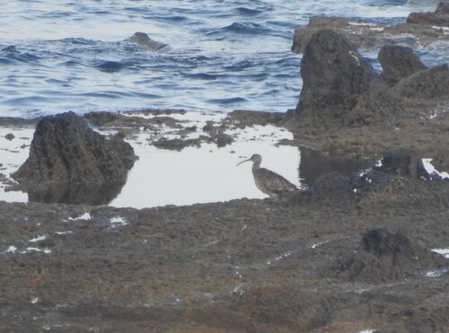 iNaturalist image