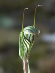 Pterostylis striata
