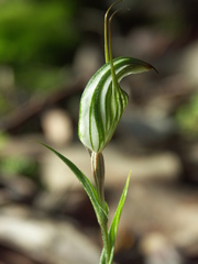Pterostylis striata