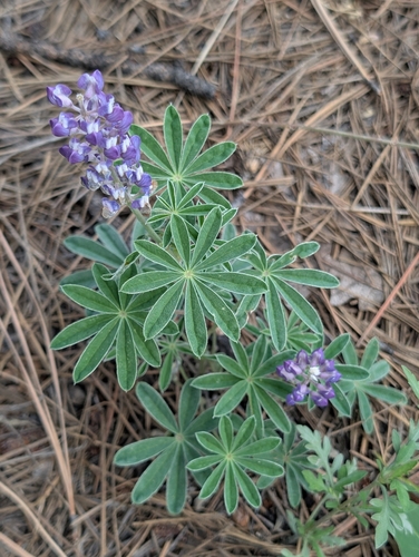 silvery lupine