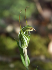 Pterostylis striata