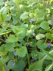 Glechoma hederacea