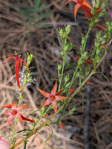 Scarlet Gilia