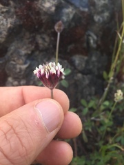 Trifolium albopurpureum