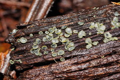 Chlorosplenium