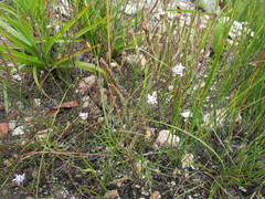 Phyllopodium multifolium