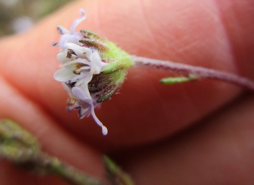 Manyleaf Capewort (Phyllopodium multifolium)
