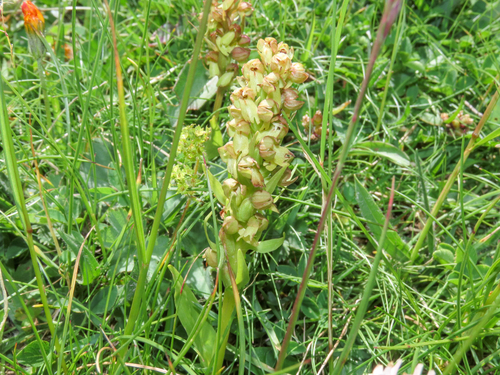 Dactylorhiza viridis, photograph 2