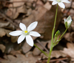 Ornithogalum woronowii