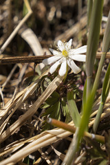 Anemonoides amurensis