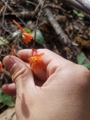 Delphinium nudicaule