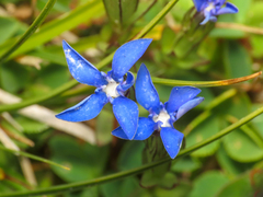 Gentiana nivalis