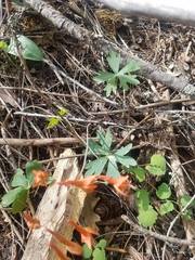 Delphinium nudicaule