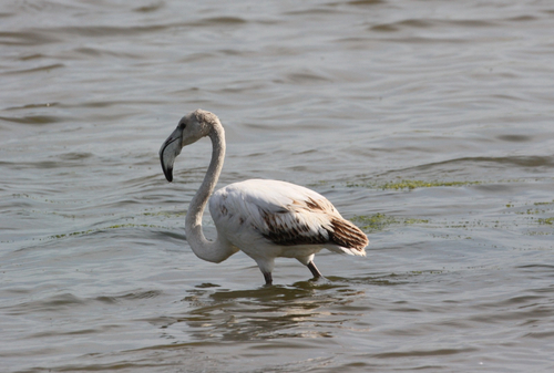 iNaturalist image