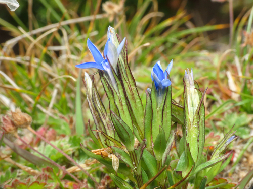 Gentiana nivalis, photograph 1