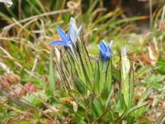 Gentiana nivalis, photograph (c) Emanuele Santarelli, some rights reserved (CC BY-SA)