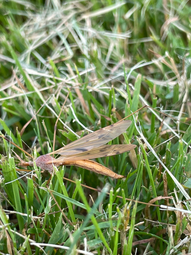 Platytipula