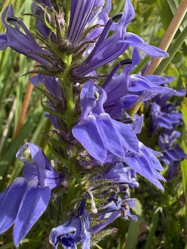 great blue lobelia