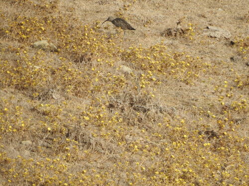 iNaturalist image