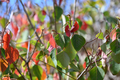 Homalanthus populifolius, photograph (c) Bryce Watts-Parker, some rights reserved (CC BY)