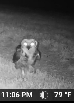 Great Horned Owl