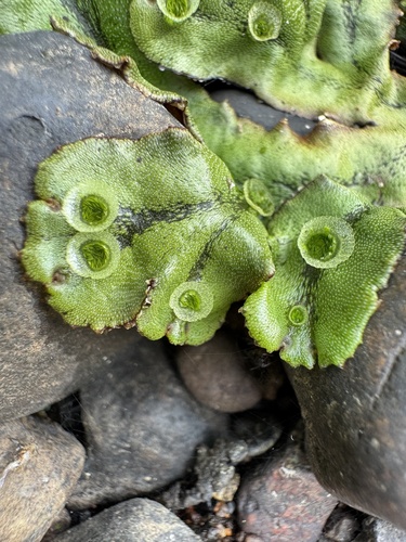 Common Liverwort