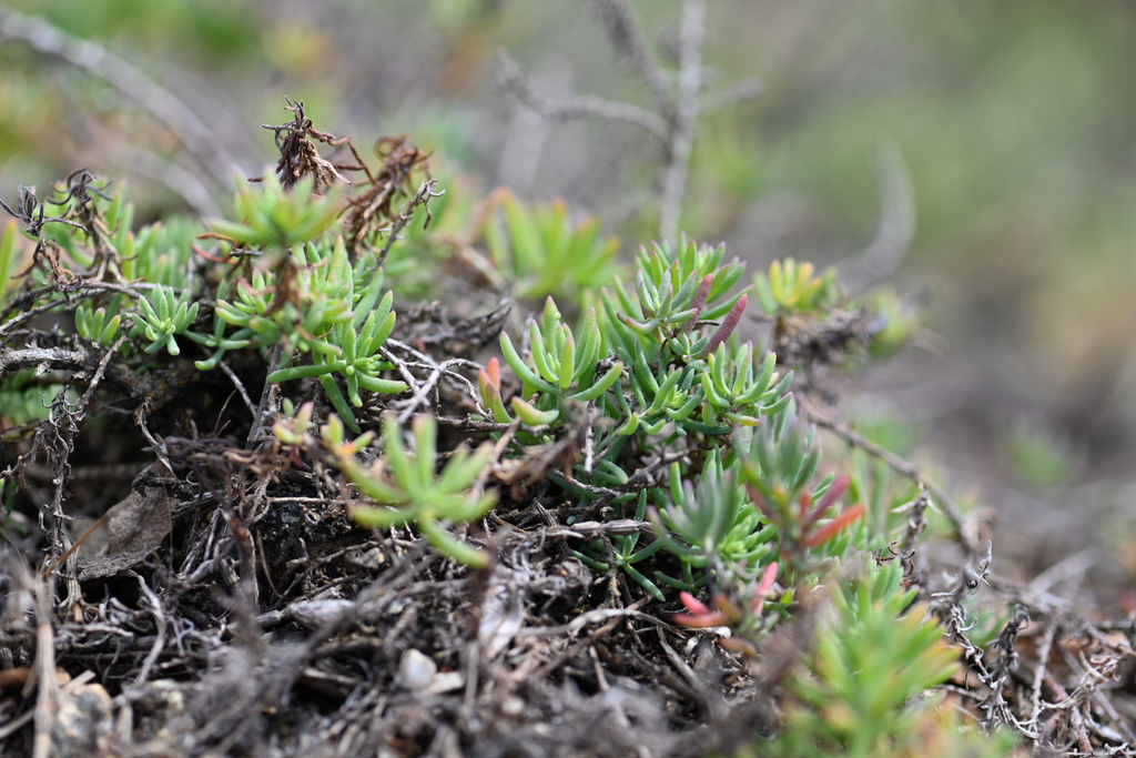 Enchylaena tomentosa; photograph (c) Bryce Watts-Parker, some rights reserved (CC BY)