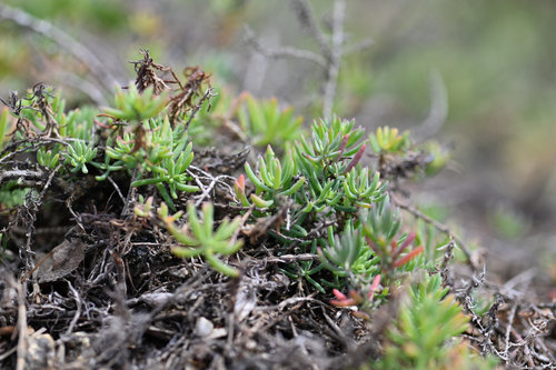 Enchylaena tomentosa