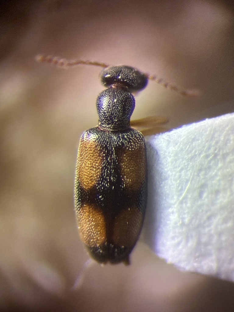 Anthicus saucius