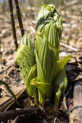 Veratrum oxysepalum