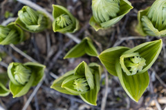 Veratrum oxysepalum