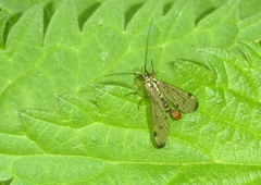 Panorpa germanica