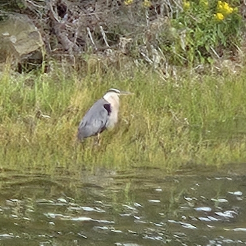 Great Blue Heron