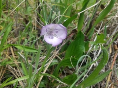 Calochortus nudus
