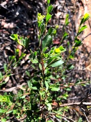 Dodonaea triangularis