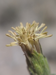 Brickellia atractyloides