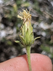 Brickellia atractyloides