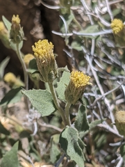 Brickellia atractyloides
