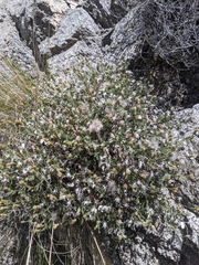 Brickellia atractyloides