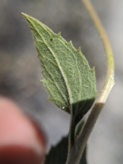 Brickellia atractyloides